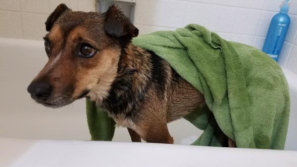 /Images/uploads/Humane Society of Utah/HSU2018/entries/4222thumb.jpg